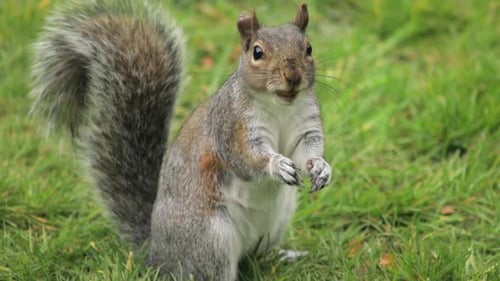 Grey Squirrel Close Up Eating A Nut In Grass Garden Slow Motion Daytime Sunny Borehamwood