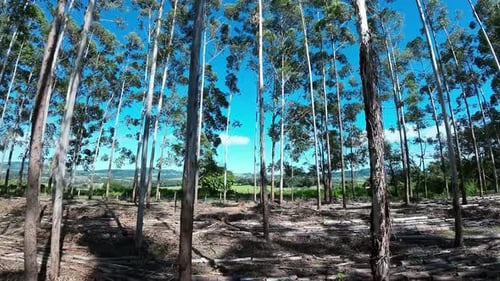 Tracking Shot of a Forest With a Blue Sky