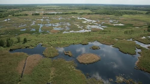 Aerial View of Bog Lands with White Herons Nesting Place