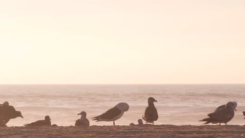 Seagull Birds By Ocean Water on Beach Sea Waves at Sunset in California USA