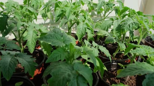 Tomato Plants Growing Indoors in Pots