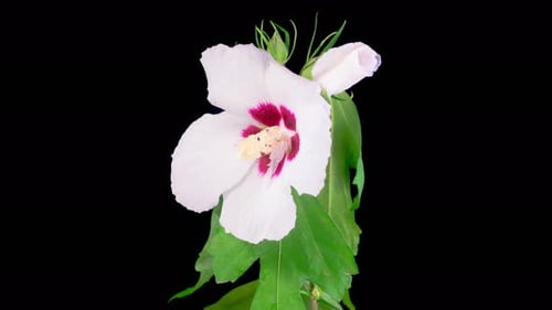 Time lapse of white hibiscus flower blooming and dying