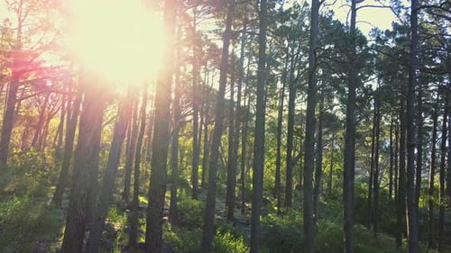 4k drone footage of trees in a forest