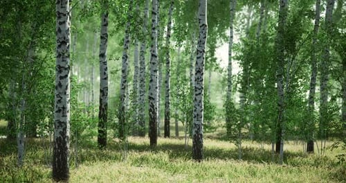 Lush Green Forest with Birch Trees and Vibrant Foliage in Daylight Hours