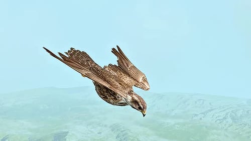 Marsh Harrier 3D Visualization