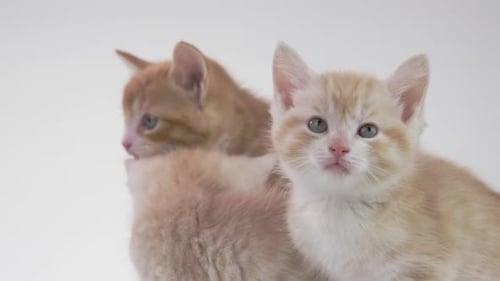 Three Cute Kittens with Peach and Orange Hair