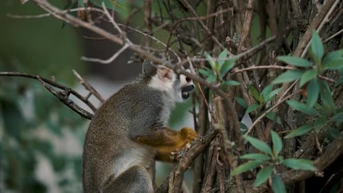 Static shot of squirrel monkey (Saimiri) eating in Costa Rica
