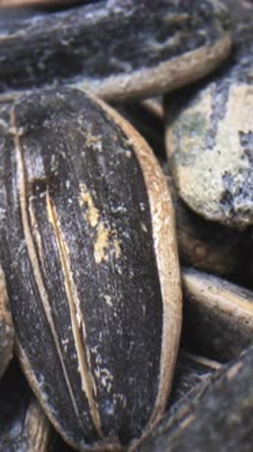 Close Up of Delicious Salted Sunflower Seeds