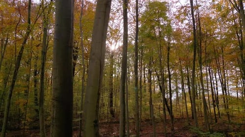 Autumn forest on a sunny day