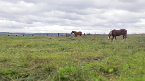 Brown Horses frisst frisches Gras auf der Wiese auf dem Land