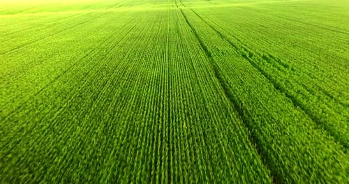 Aerial View of Green Agricultural Field