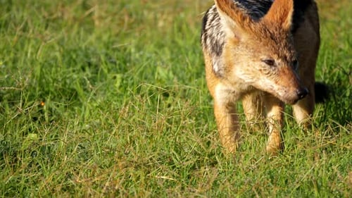 Portrait of a black-backed jackal with its nose to the ground searching the grass before raising its