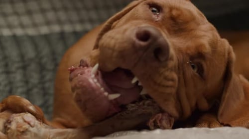 Cute Puppy Chewing Bone on Couch Close Up