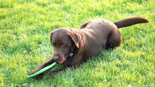 Happy labrador dog playing with frisbee in garden super slow motion at 240fps