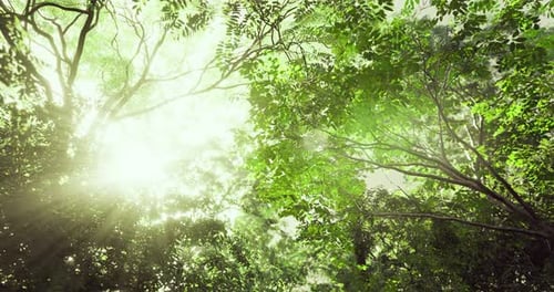 Sunlight Filters Through Dense Green Canopy in a Tranquil Forest Setting