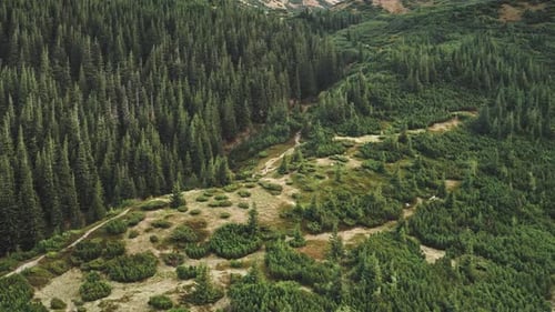 Aerial Hiking Path at Mountain Hill Nobody Nature Landscape Green Pine Trees Forest at Summer