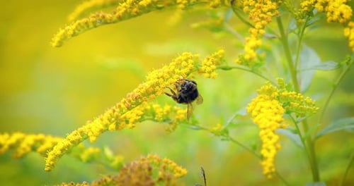 Shaggy Bumblebee pollinating and collects nectar from the yellow flower of the plant