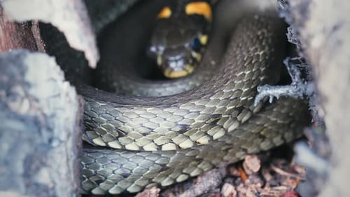 Serpents à gazon commun Natrix Natrix se prélassant un jour de printemps