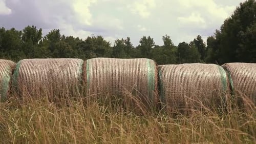 Harvested Round Hay Bales in an Open Field