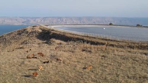 Aerial Panning Shot Of Domestic Cattle Grazing On Mount Arbel, Drone Flying Over Mountain