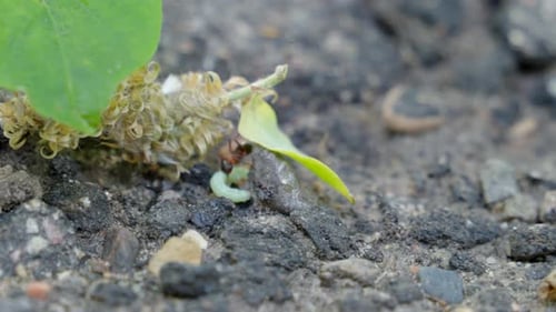 Ants carry green caterpillars to the anthill