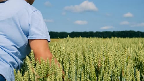 a Farmer Walks Through a Wheat Field Selective Focus