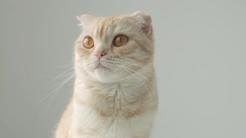 Scottish Fold Cat Looking Around Studio Close Up