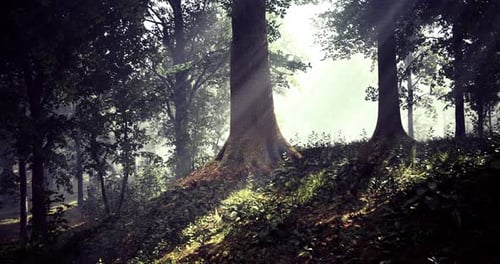 Morning Sunlight Streams Through Trees in a Serene Forest