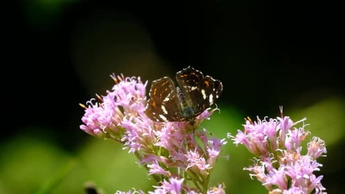 Bushbrown Butterfly Sitting on Flower