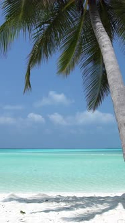 Tropical Island in Indian Ocean Wild and Uninhabited Seashore with Palm Tree Travel Destinations