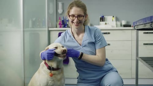 Veterinarian Examines Dog's Teeth in a Veterinary Clinic