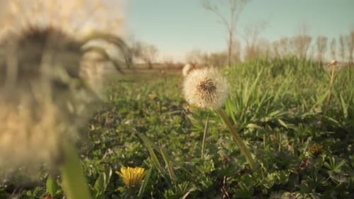 Im Wind gewehte Pusteblume
