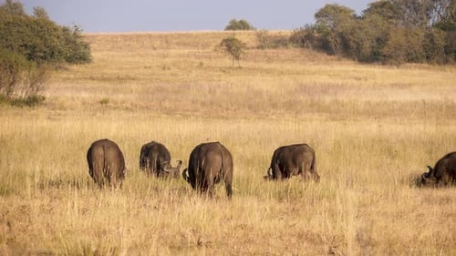 a small herd of cape buffalo grazing quietly in the tall grasses in the south african savannah. Wide