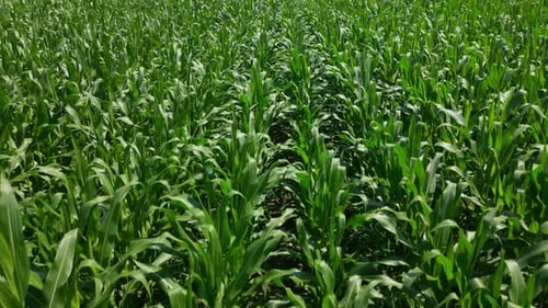 Aerial shot of a corn field