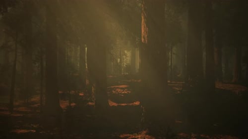 A Dense Forest with Towering Trees
