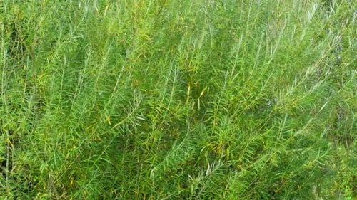 Summer video scene, with plants grass, trees and water reeds blowing gently in the breeze. Along a r
