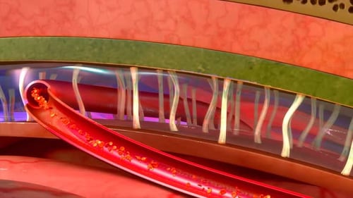 Medical Animation of Blood Flow Through Capillaries