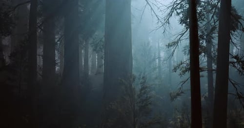 Misty Forest Atmosphere Captured During Early Morning Hours
