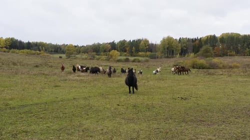 Steady drone shot of dark and light horses eat hay in the field