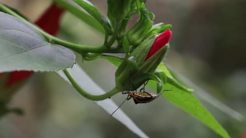 INSECT POSING ON A FLOWER