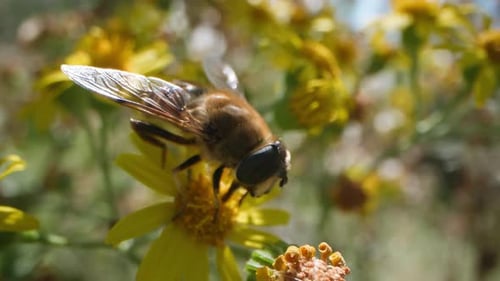 Hoverfly gathers nectar on a bright yellow St. Jacob's flower, close-up shot