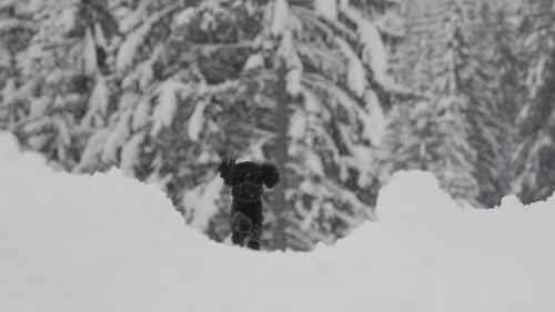 Black Dog Runs Through Deep Snow in Winter