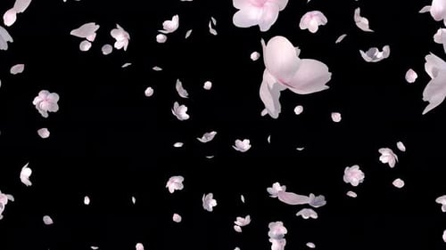 Realistic Falling Cherry Blossom Petals Animation