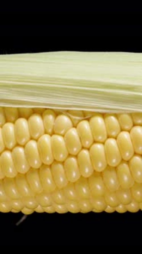 Vertical video. A fresh corn cob with leaves rotating on a black background, close-up.