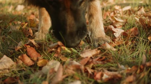 German Shepherd Dog Playing with a Toy in the Autumn Park Back View Purebred Dog Pet Walking in