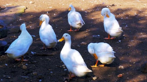 6 white ducks cleaning themselves and eating at the farm yard.