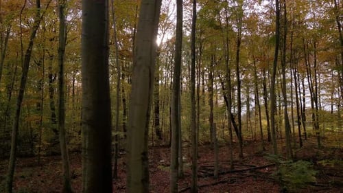 Autumn forest on a sunny day