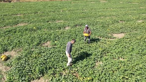 Aerial View Of Two Workers Harvesting Melons In The Farmland