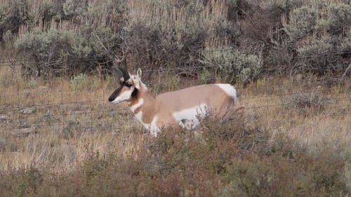 Pronghorn running off the side of the road blocked in by a Barbwire fence