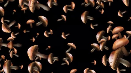 Viele frische Pilze, die sich gesund ernähren, fallen auf schwarzen Hintergrund. Gesundheitliche Vorteile Frischer Pilz